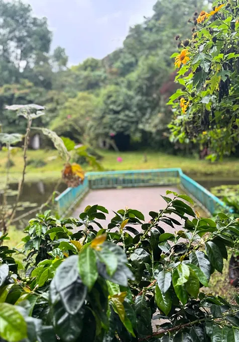 Vista entre hojas de cafeto hacia el deck de baranda azul sobre el estanque, con árboles y flores amarillas al fondo.