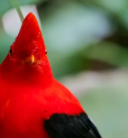 Primer plano de un gallito de roca andino macho, rojo intenso, con su cresta en abanico y ojo naranja, sobre fondo verde desenfocado.
