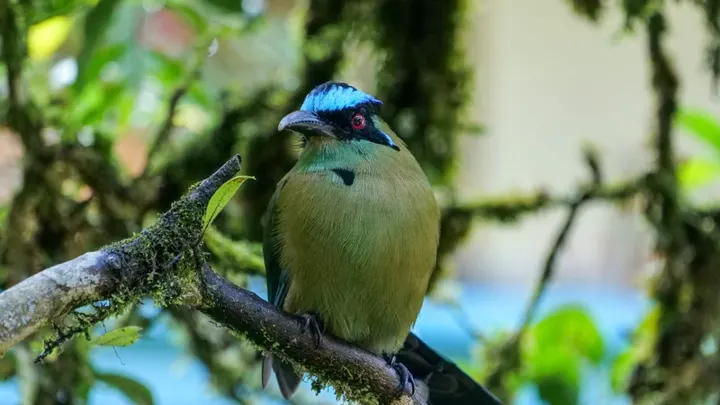 Un barranquero de corona azul y plumaje verde oliva posado en una rama con musgo.