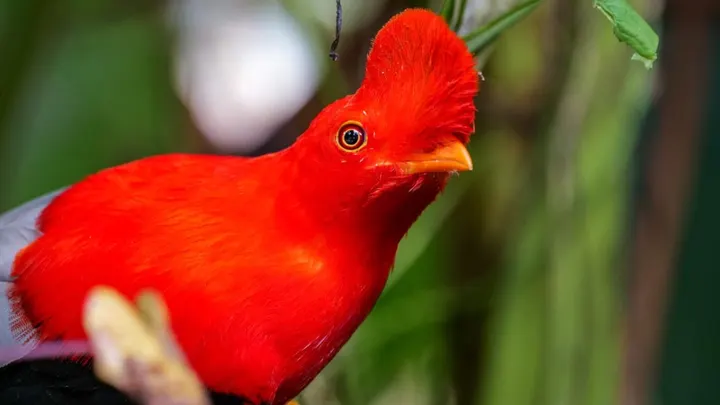 Gallito de roca andino macho de perfil, plumaje rojo encendido y cresta redonda, posado entre hojas verdes.