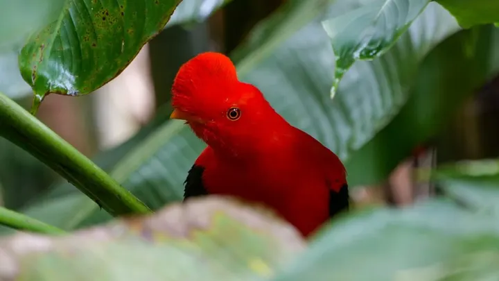 Gallito de roca rojo asomándose entre grandes hojas verdes de la selva.