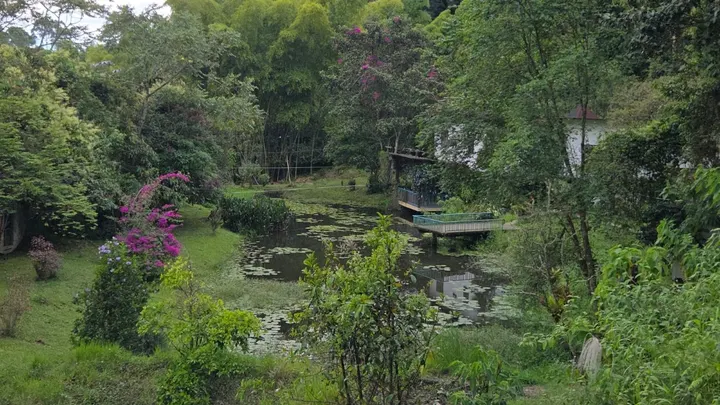 Jardín en pendiente con buganvilias fucsias que baja hacia el estanque, con la plataforma de madera y la casa blanca entre los árboles.