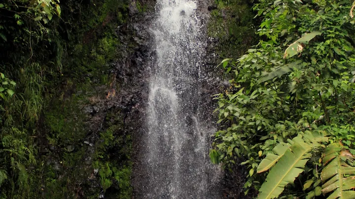 Primer plano de la cascada: el agua blanca se rompe sobre roca oscura con musgo, entre hojas de plátano.