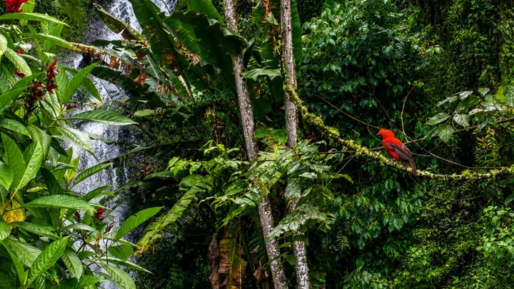 Un gallito de roca rojo posado en una rama cubierta de musgo, en la selva junto a una cascada blanca entre hojas de plátano.