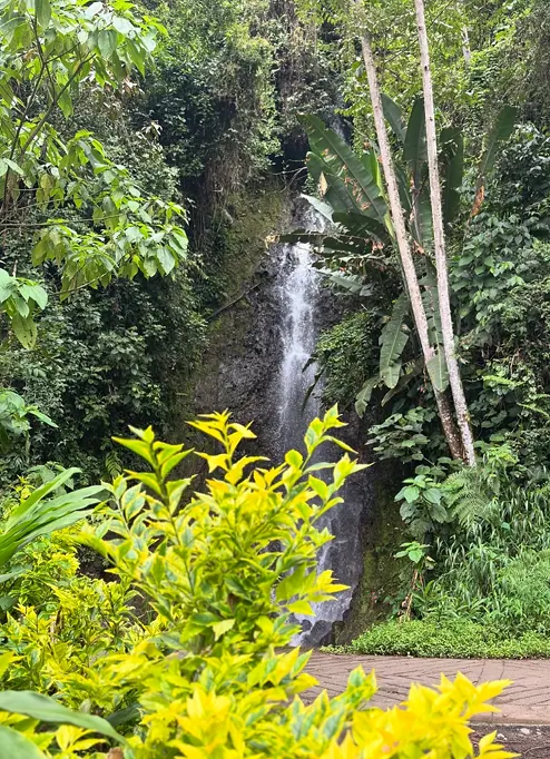 La Cascada del Amor cae entre roca oscura y vegetación densa, vista desde el jardín con una planta verde limón en primer plano.